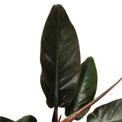 Siji Philodendron Imperial Red Indoor Live Plant (60 cm)