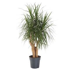 Siji Dracaena Marginata Indoor Plant (120 cm)