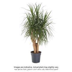 Siji Dracaena Marginata Indoor Plant (120 cm)