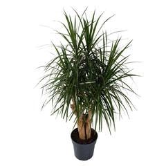 Siji Dracaena Marginata Indoor Plant (120 cm)