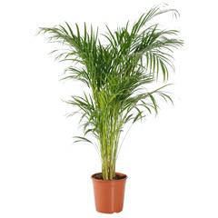 Siji Areca Palm Indoor Live Plant (150 cm)