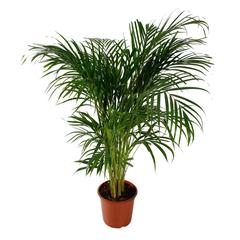 Siji Areca Palm Indoor Live Plant (150 cm)