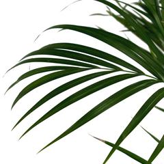 Siji Areca Palm Indoor Live Plant (150 cm)