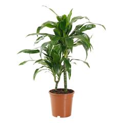 Siji Dracaena Janet Craig Indoor Live Plant (80 cm)