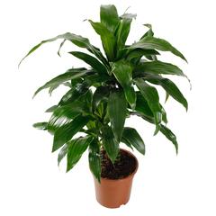 Siji Dracaena Janet Craig Indoor Live Plant (80 cm)