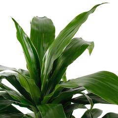 Siji Dracaena Janet Craig Indoor Live Plant (80 cm)