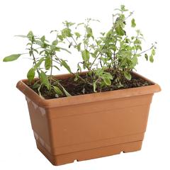 Herb Planter (24 x 15 x 15 cm)