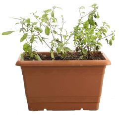 Herb Planter (24 x 15 x 15 cm)