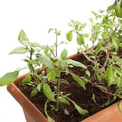 Herb Planter (24 x 15 x 15 cm)
