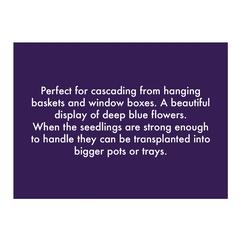 بذور زهور لوبيليا سافاير تريلينج دي ري