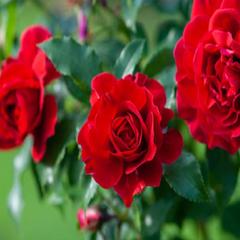 Doff Feed Rose (500 ml)