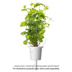 كبسولة نبات النعناع الفلفلي كليك آند جرو (20.5 × 8.3 × 6.8 سم)