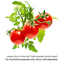 كبسولة نبات طماطم صغيرة كليك آند جرو (20.5 × 8.3 × 6.8 سم)