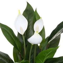 نبات زنبق السلام صناعي مع أصيص أتموسفيرا (30 × 30 × 54 سم)