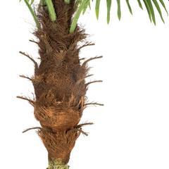 Atmosphera Artificial Palm Tree W/Pot (115 x 200 cm)