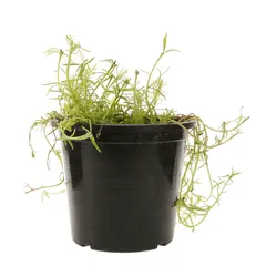 Portulaca Live Plant (6 L)