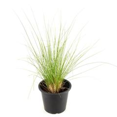 Pennisetum Grass