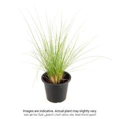 Pennisetum Grass