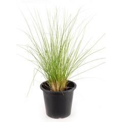 Pennisetum Grass