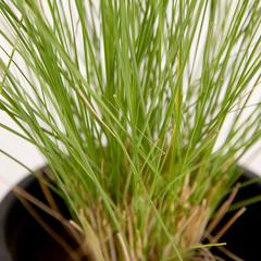 Pennisetum Grass