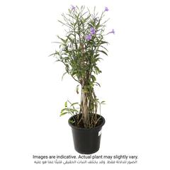 Ruellia Outdoor Plant