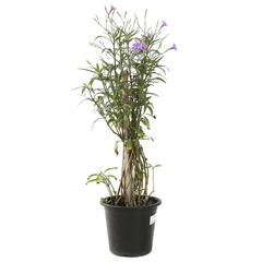 Ruellia Outdoor Plant