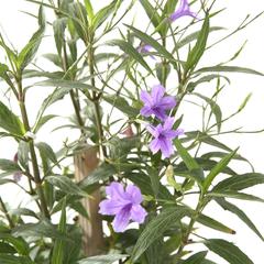 Ruellia Outdoor Plant