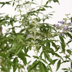 Vitex Rotundifolia Plant