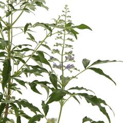 Vitex Rotundifolia Plant