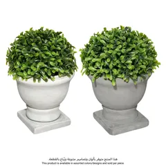 نبات شمشاند رومانس بوكسوود (تصاميم متنوعة، ارتفاع 16 سم)