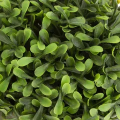 نبات شمشاند رومانس بوكسوود (تصاميم متنوعة، ارتفاع 16 سم)