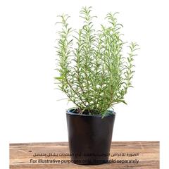 Wenko Kuro Ceramic Herb Pot (13 x 13 x 13 cm)