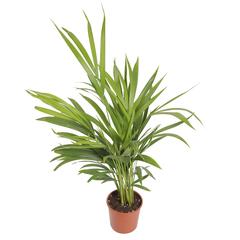 Siji Areca Palm Live Indoor Plant (50-60 cm)
