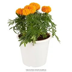 Marigold Live Outdoor Plant