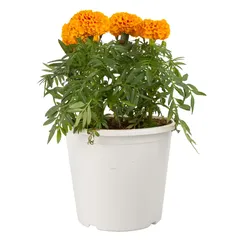 Marigold Live Outdoor Plant