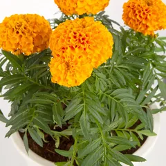 Marigold Live Outdoor Plant