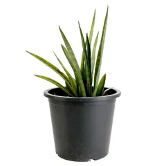 Sansevieria Green Stem Live Outdoor Plant W/Nursery Pot
