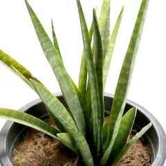 Sansevieria Green Stem Live Outdoor Plant W/Nursery Pot