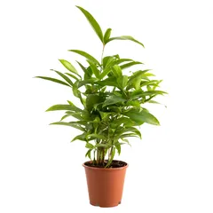 Dracaena Surculosa Live Indoor Plant W/Plastic Pot (40 cm)