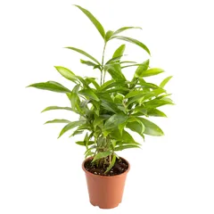 Dracaena Surculosa Live Indoor Plant W/Plastic Pot (40 cm)