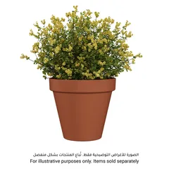 Artevasi Amalia Plant Pot (11 x 9.9 cm, Terracotta)