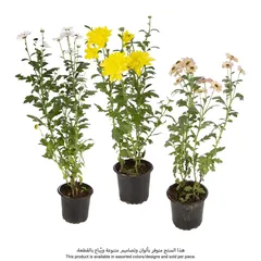 Chrysanthemum Live Plant W/Plastic Pot (Assorted colors/designs, 40 x 50 x 40 cm)