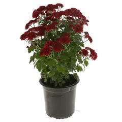 Red Chrysanthemum Live Plant W/Plastic Pot (40 x 50 x 40 cm)