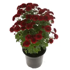 Red Chrysanthemum Live Plant W/Plastic Pot (40 x 50 x 40 cm)
