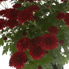 Red Chrysanthemum Live Plant W/Plastic Pot (40 x 50 x 40 cm)
