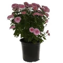 Purple Chrysanthemum Live Plant W/Plastic Pot (40 x 50 x 40 cm)