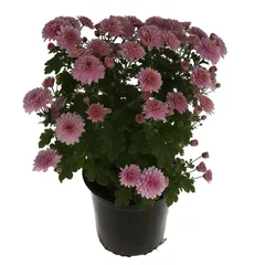 Purple Chrysanthemum Live Plant W/Plastic Pot (40 x 50 x 40 cm)