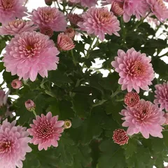 Purple Chrysanthemum Live Plant W/Plastic Pot (40 x 50 x 40 cm)