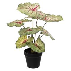 Artificial Caladium Plant W/Pot (34 x 41 cm)