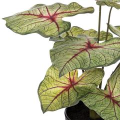 Artificial Caladium Plant W/Pot (34 x 41 cm)